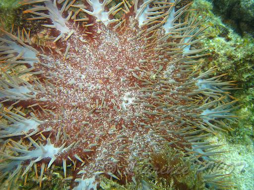 Couronne du Christ - Acanthaster planci.JPG - cette étoile est un grand prédateur, elle détruit les coraux dont elle mange les polypes.